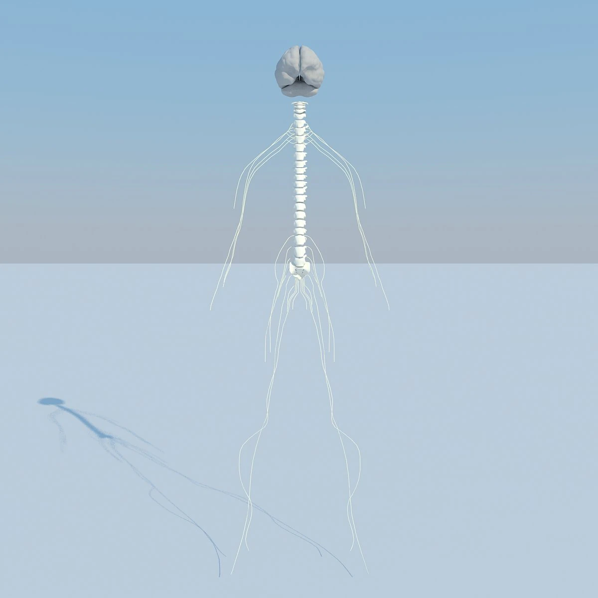 sistema nervoso básico max 2011 Modelo 3D .c4d .max .obj .3ds .fbx .stl .blend