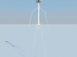 nervous system basic max 2011 3D Model