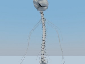 nervous system basic max 2011 3Dモデル