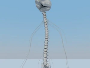 sistema nervoso b&aacute;sico max 2011 Modelo 3D