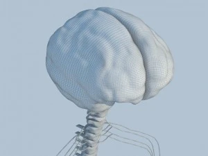 sistema nervoso b&aacute;sico max 2011 Modelo 3D