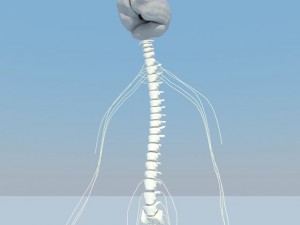 nervous system basic max 2011 3Dモデル
