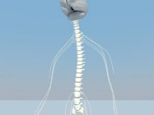 sistema nervoso b&aacute;sico max 2011 Modelo 3D