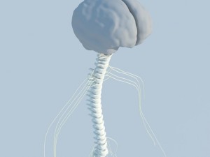 nervous system basic max 2011 3Dモデル