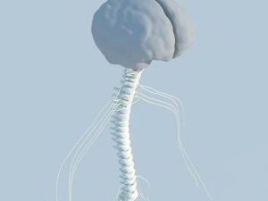 sistema nervoso b&aacute;sico max 2011 Modelo 3D