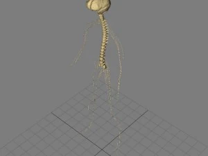 sistema nervoso b&aacute;sico max 2011 Modelo 3D