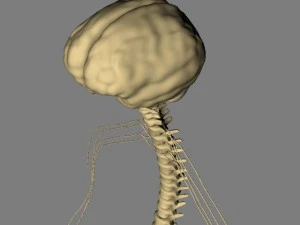 sistema nervoso b&aacute;sico max 2011 Modelo 3D