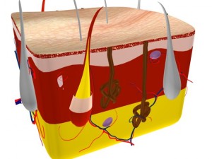 human skin 3D Модель