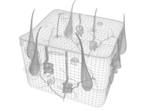 human skin 3D Модель