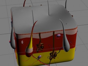 human skin 3D Модель