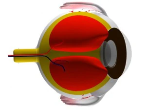 &oelig;il Modèle 3D