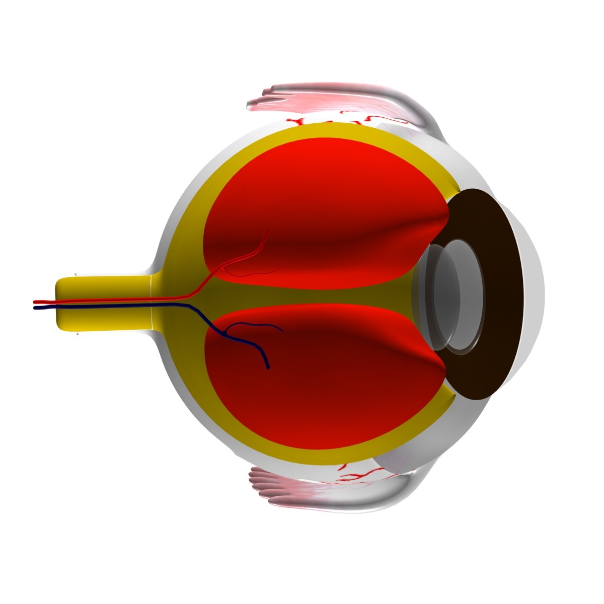 Глаз 3d модель. 3d model глаз.