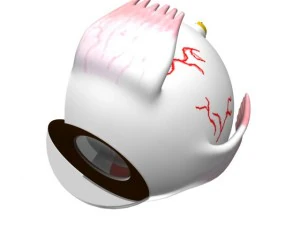 &oelig;il Modèle 3D