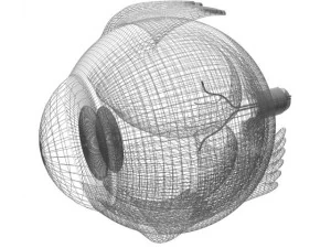 &oelig;il Modèle 3D