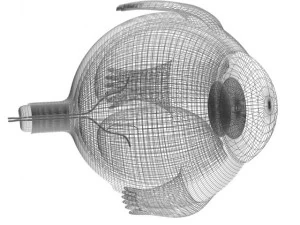 &oelig;il Modèle 3D