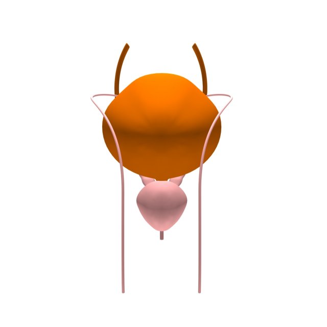 bladder 3D-Modell .c4d .max .obj .3ds .fbx .stl .blend 