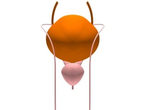 bladder 3D Model