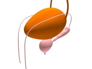 bladder 3D-Modell