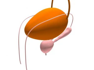 bladder 3D Model