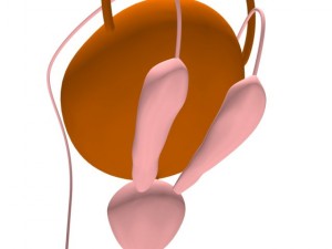 bladder 3D-Modell