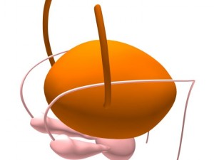 bladder 3D-Modell
