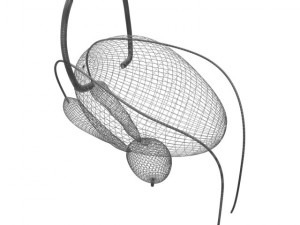 bladder 3D-Modell