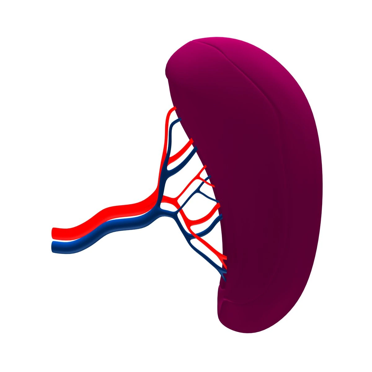 spleenbasic 3D Model .c4d .max .obj .3ds .fbx .stl .blend 