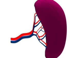 spleenbasic 3D Model