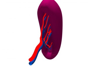 spleenbasic 3D मॉडल