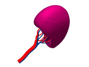 spleenbasic 3D मॉडल