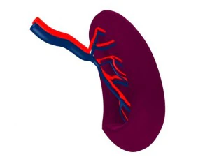 spleenbasic 3D Model
