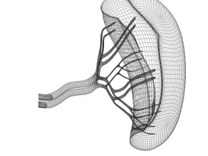 spleenbasic 3D Model