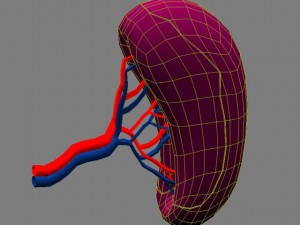 spleenbasic 3D मॉडल