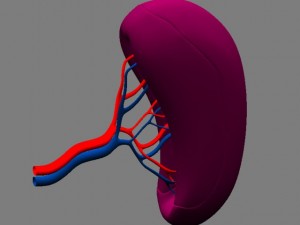 spleenbasic 3D मॉडल