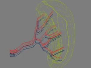spleenbasic 3D Model
