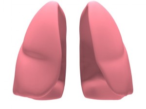 lungs max 2008 3D Model