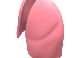 lungs max 2008 Modello 3D