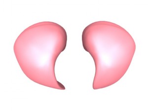 lungs max 2008 Modello 3D