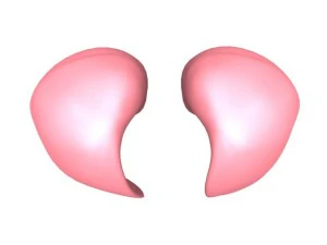 lungs max 2008 3D Model