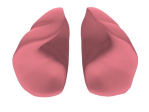 lungs max 2008 Modello 3D