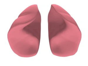 lungs max 2008 3D Model