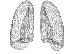 lungs max 2008 3D Model