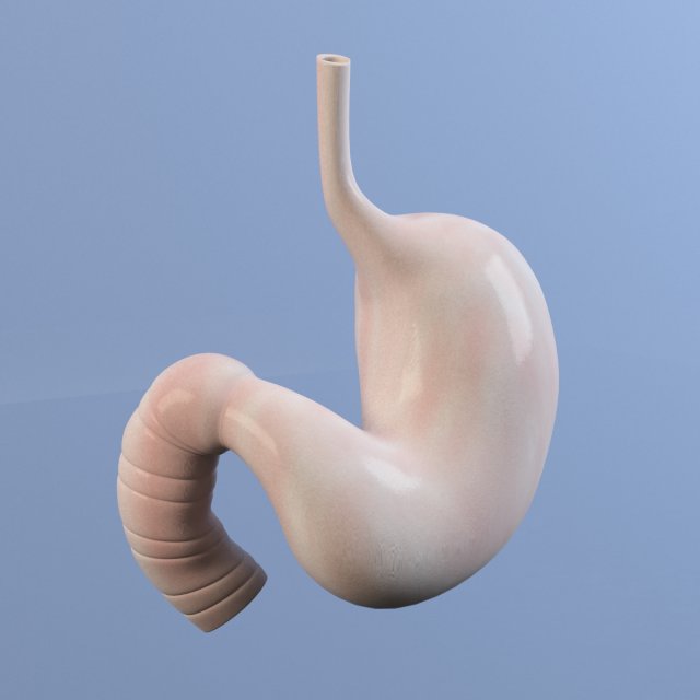 stomach max 2011 Modello 3D .c4d .max .obj .3ds .fbx .stl .blend 
