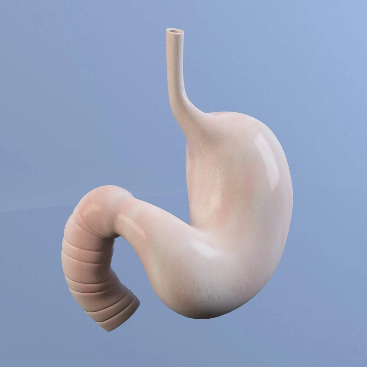 stomach max 2011 3D Model .c4d .max .obj .3ds .fbx .stl .blend 