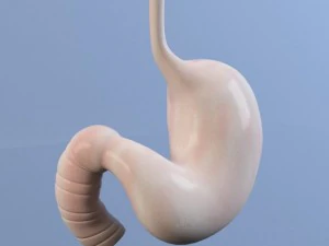 est&ocirc;mago m&aacute;ximo 2011 Modelo 3D