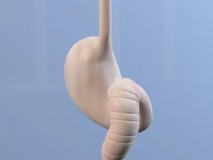 stomach max 2011 3D Model