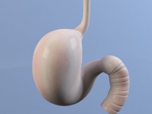 stomach max 2011 Modello 3D