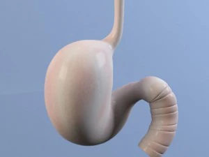 stomach max 2011 3D Model