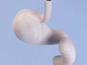 stomach max 2011 Modello 3D