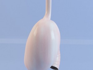stomach max 2011 Modello 3D